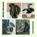 2 Black Alocasia Live Plants, Indoor Outdoor Plant, 4-6 Inch Tall
