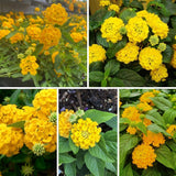 Set 2 Gold Lantana Live Plant 4-6 Inches Tall