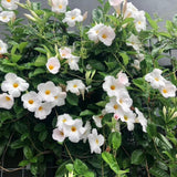 2 White Live Mandevilla Plants, Live Starter Plant, 4-8 Inch Tall