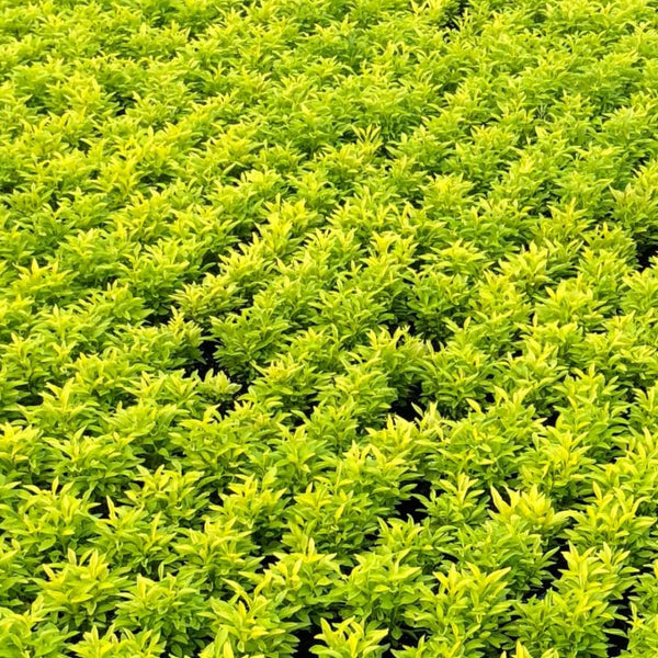 4 Bright Green Alternanthera Live Plants, 3–6 Inch Tall, Ornamental Foliage Plants for Garden Beds and Containers, No Pot