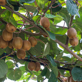 Hardy Kiwi Berry Live Plant, Outdoor Garden Fruit Vine, 4-6 Inch Tall