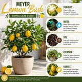 Meyer Lemon Tree Plant Live, Starter Plant, 1-2 Ft Tall, 1 Gallon Pot