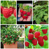 2 Caroline Red Raspberry Live Plants, Berry Bush Plant, 4-6 Inch Tall