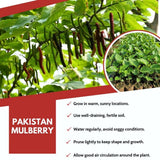 Pakistan Mulberry Fruit Plant Live 6-8 Inches Tall