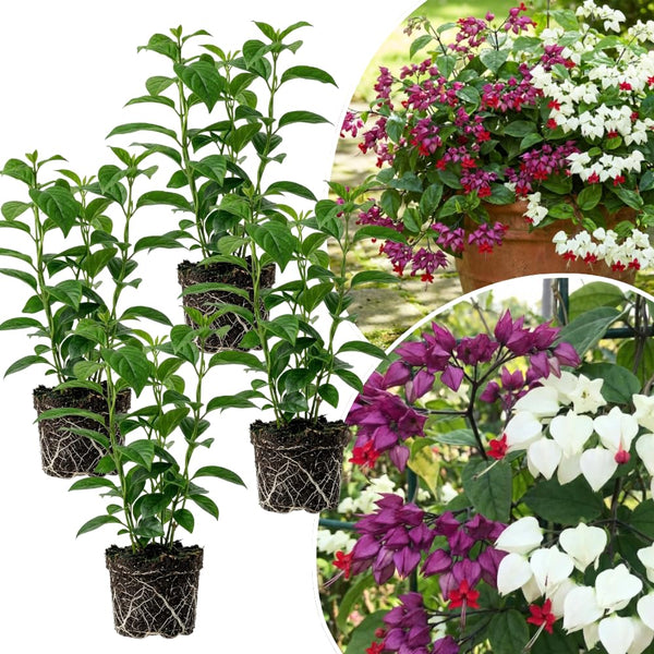 4 Assorted Bleeding Heart Plants Live, Clerodendrum Plant, 4-6 Inch Tall