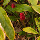 2 Ginger Plants Live, Indoor Outdoor Herb Plant