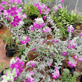 4 Purple Sage Live Plants, Salvia Plants, Outdoor Garden Plant, 4-6 Inch Tall