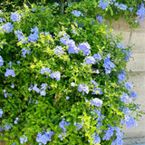 2 Blue Plumbago Live Plants, Flower Plant, 4-6 Inch Tall