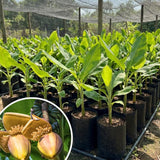 Basjoo Live Banana Plant, Patio Container Plant, 4-6 Inch Tall
