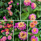 Set 2 Yellow to Orange-Pink Lantana Live Plant 4-6 Inches Tall