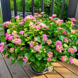 Set 2 Yellow to Orange-Pink Lantana Live Plant 4-6 Inches Tall