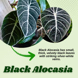 2 Black Alocasia Live Plants, Indoor Outdoor Plant, 4-6 Inch Tall