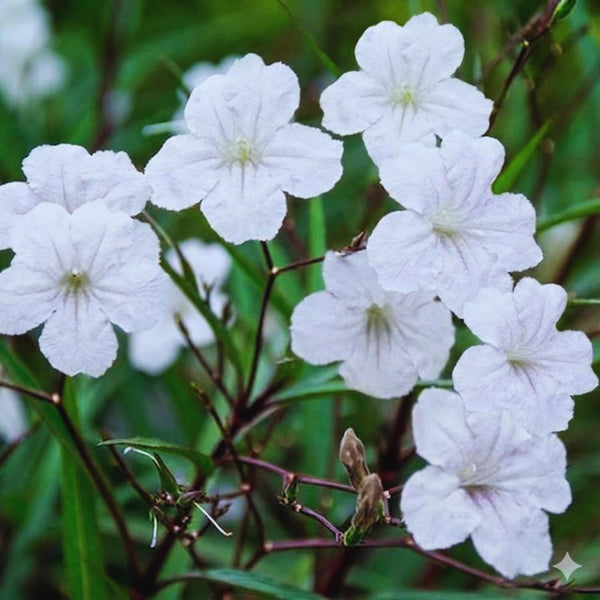 6 White Petunia Plants Live, Patio Container Plant, 5-7 Inch Tall
