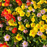 4 Yellow Portulaca Plants Live, Moss Rose Flower, Live Starter Plant, 4-7 Inch Tall