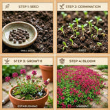 100 Red Creeping Thyme Seeds, Creeping Thyme Plants, Ground Cover Plants