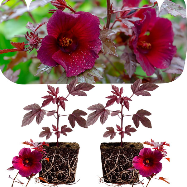 2 Cranberry Hibiscus Plants Live, Home Garden Plant, 4-6 Inch Tall