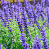 4 Dark Blue Sage Plants Live, Well-Rooted Starter Plant, 4-6 Inch Tall