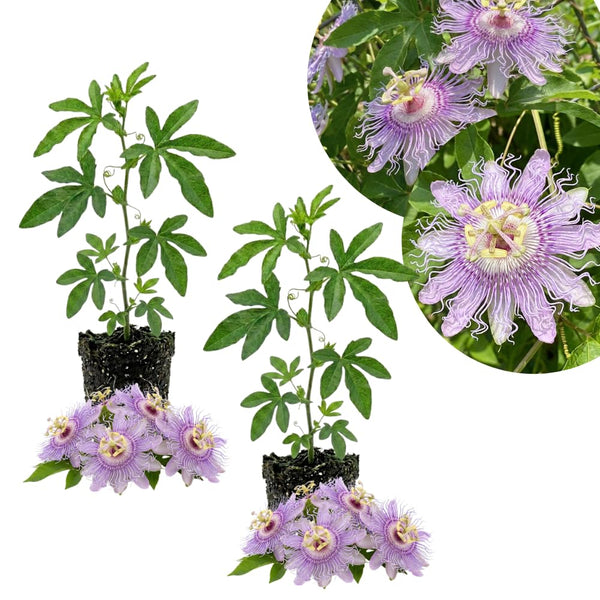 2 Light Purple Passion Flower Plants, Passiflora Flower Plant, 4-6 Inch Tall