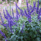 4 Dark Purple Sage Plants Live, Salvia Plants, Outdoor Garden Plant, 4-6 Inch Tall