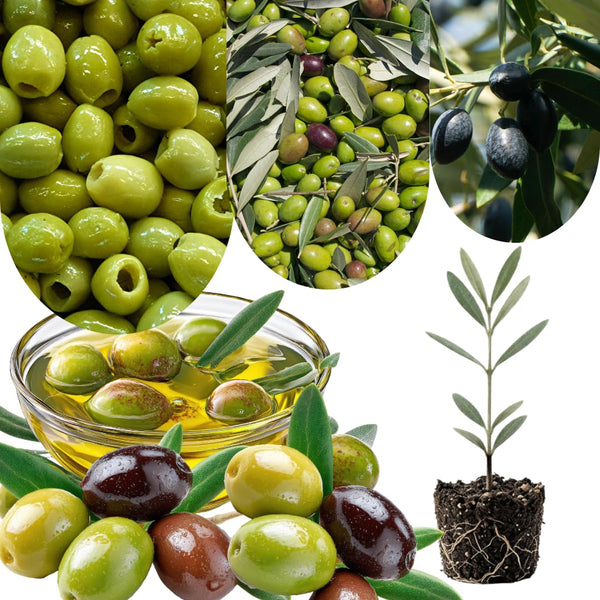 Arbequina Olive Tree Plant Live, Fruit Tree, 4-6 Inch Tall