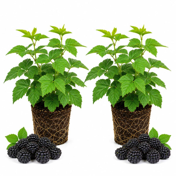 2 Osage Blackberries Plant Live, Sweet Fruit, 4-7 Inch Tall