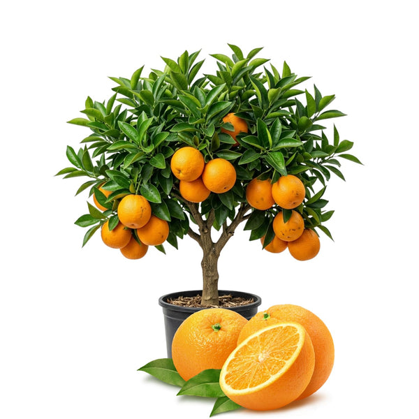 Navel Orange Tree Live Plant, Fragrant Citrus Blooms, Gallon Pot