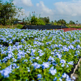 3 Blue Plumbago Live Plant, Flower Bush Vine Plant, 4-6 Inch Tall