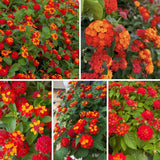 Set 2 Deep Red Lantana Live Plant 4-6 Inches Tall