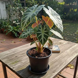 2 Alocasia Live Plant, Black Green Alocasia Plants Live, 1-2 Ft Tall