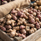 4 oz Jerusalem Artichoke Roots for Planting, Sunchoke Tubers Large Size