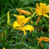 10 Yellow Daylily Bulbs, Patio Container Plant