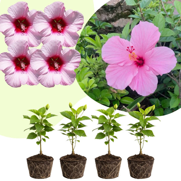 4 Light Pink Hibiscus Live Plants, Hibiscus Flower, Patio Container Plant, 4-8 Inch Tall