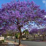 Jacaranda Tree Seedling, Ornamental Tree, 4-6 Inch Tall, 4 Inch Pot