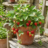 2 Sweet Strawberry Live Plants, Indoor Outdoor Plant, 4-6 Inch Tall