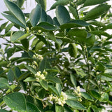 Navel Orange Tree Live Plant, Fragrant Citrus Blooms, Gallon Pot