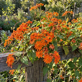 2 Orange Mexican Flame Live Plants, Climbing Flowering Vine, 4-6 Inch Tall