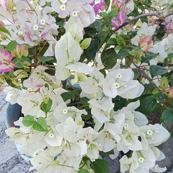 Set 2 Coconut Ice Bougainvillea Live Plant 5-7 Inch Tall