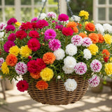 4 Mixed Portulaca Plants Live, Patio Container Plant, 3-5 Inch Tall