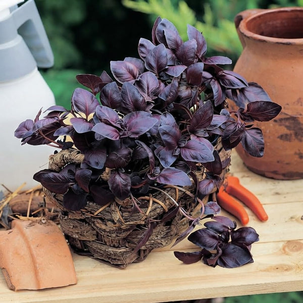 Purple Basil Live Plant, Starter Herb Plant, 3-5 Inch Tall, 3.5 Inch Pot