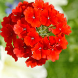 3 Red Live Verbena Plants