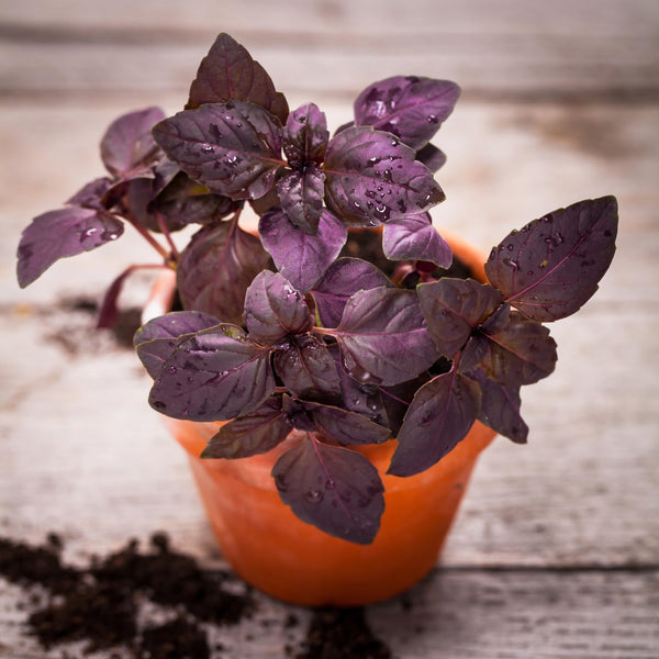 2 Purple Basil Live Plants, Rooted Herb Seedling, 3-6 Inch Tall