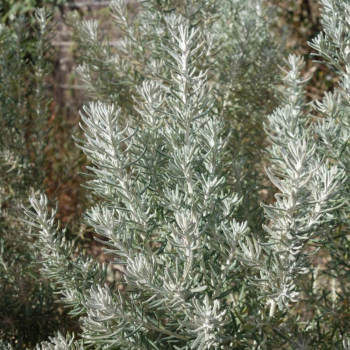 Shrubs