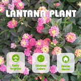 Set 2 Yellow to Orange-Pink Lantana Live Plant 4-6 Inches Tall
