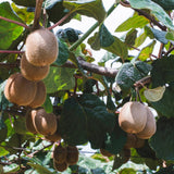 2 Hardy Kiwi Plants Live, Trellis Fruit Vine Plant, 4-6 Inch Tall