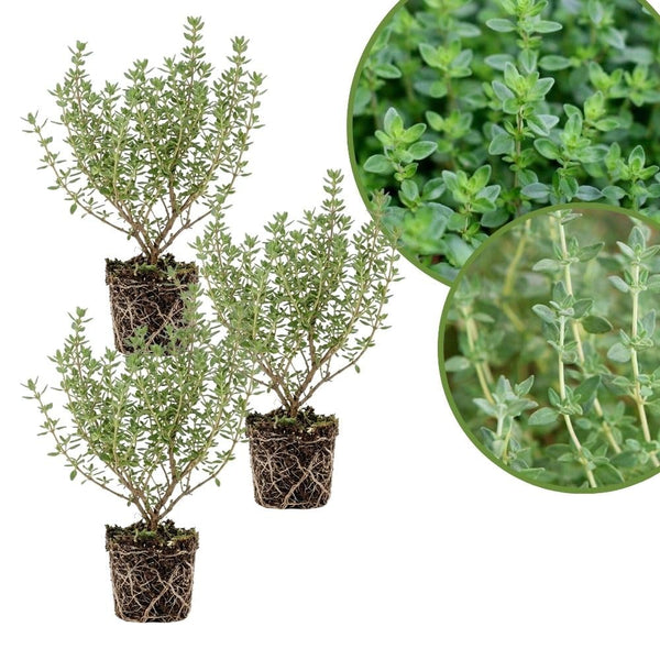 Combo 3 English Thyme Live Plant 4-7" Tall