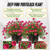 2 Deep Pink Live Portulaca Plants, Patio Container Plant, 4-7 Inch Tall