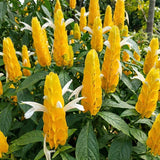 3 Yellow Shrimp Plants Live, Vibrant Flower Starter Plant, 4-7 Inch Tall