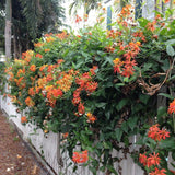 Set of 4 Mexican Flame Vine Plants Live 4-7 Inch Tall