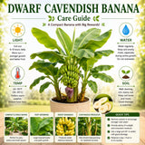 Dwarf Cavendish Banana Tree, Sweet Fruit Tree, 4-8 Inch Tall, 4 Inch Pot