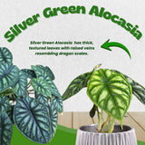 2 Silver Green Alocasia Live Plants, Patio Container Plant, 4-6 Inch Tall